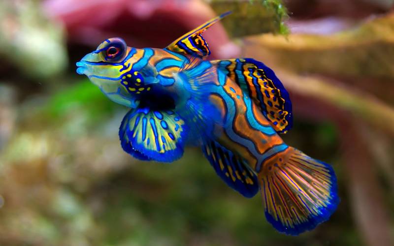 Обои Разноцветная рыбка