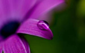 Капля на фиолетовом цветке