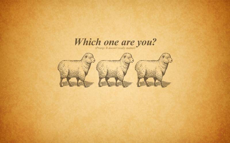 Обои three sheeps question