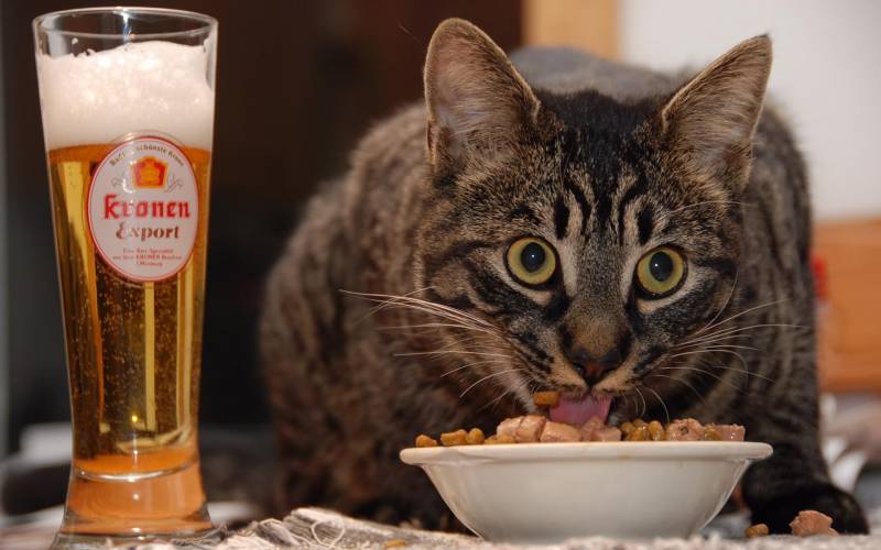 Обои Кот и пиво