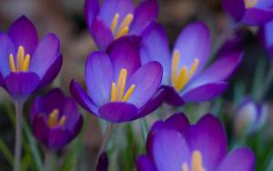 Крокусы, первоцвет, пурпурный, фиолетовый, весна