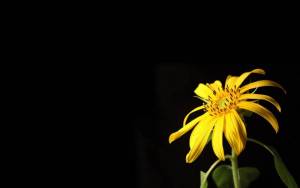 Жёлтый цветок на чёрном фоне