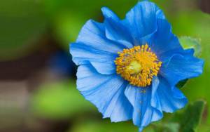 Голубой цветочек с размытым фоном высокого разреше