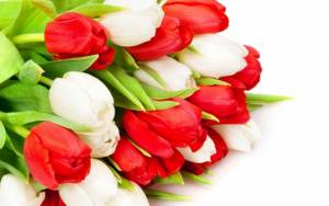 Красные и белые тюльпаны