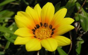 Жёлтый цветок сбольшими лепестками