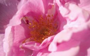 Розовый цветок крупным планом