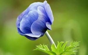 синий цветок