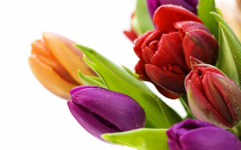 Обои Разноцветные тюльпаны