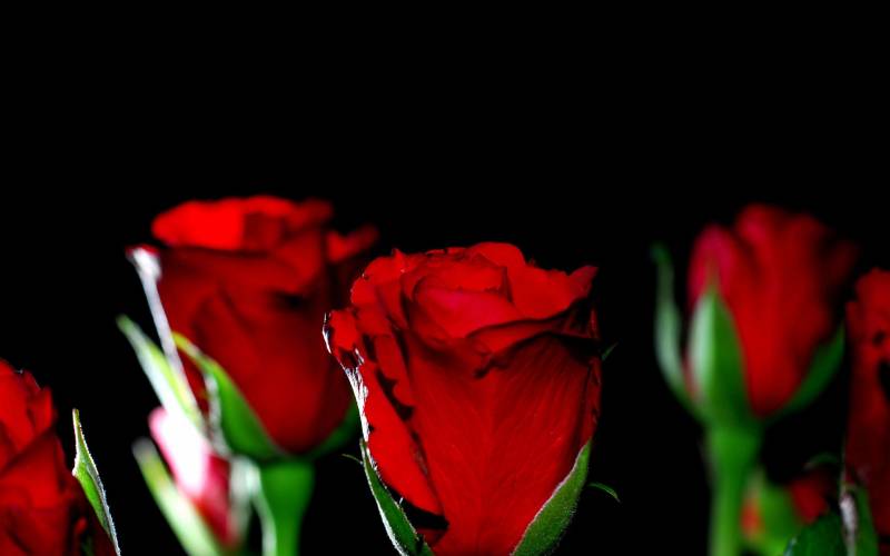 Обои Красные розы