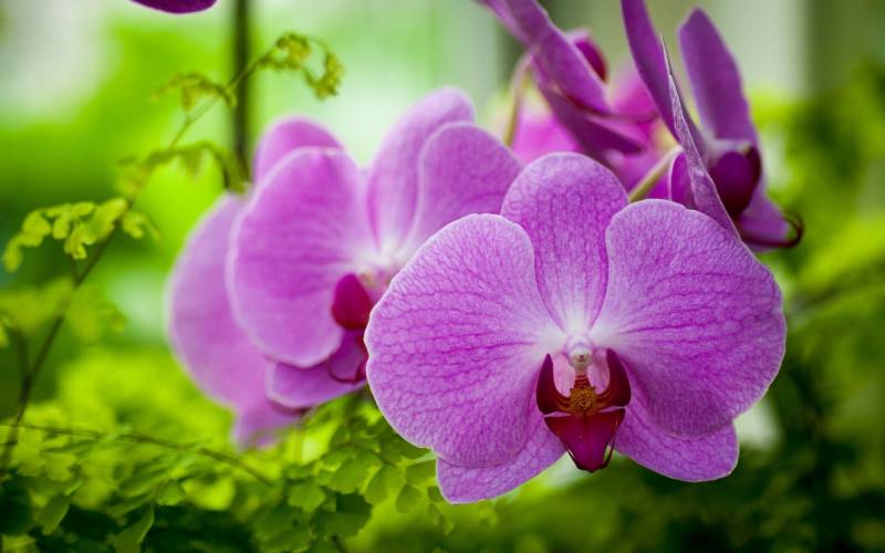 Обои орхидеи