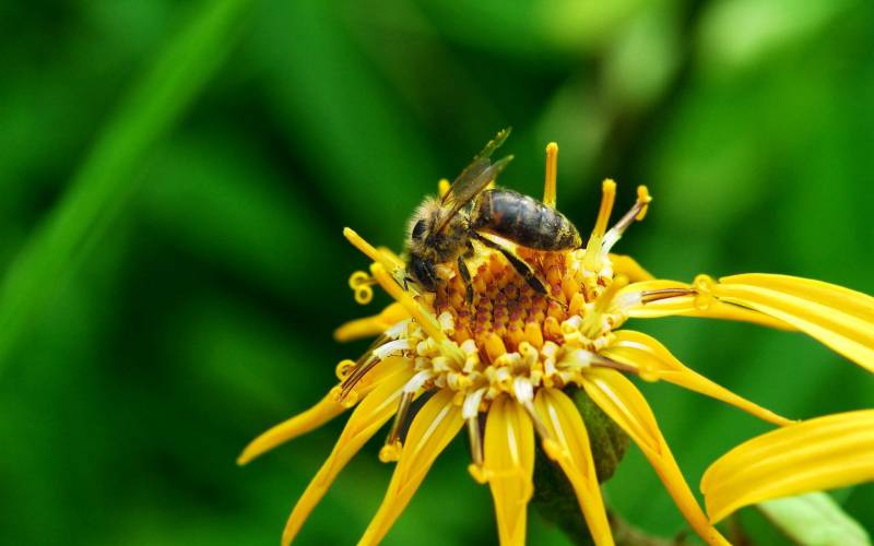 Обои Пчела собирает нектар