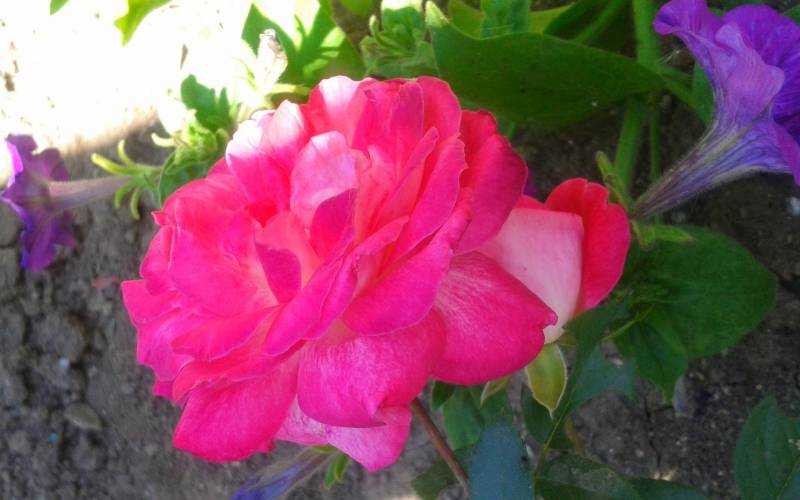 Обои Роза в саду