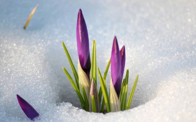 Обои Цветы в снегу - приход весны