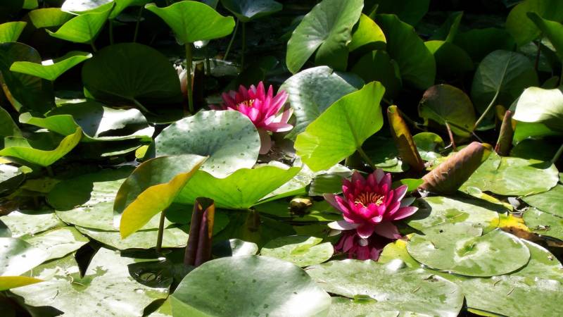Обои Water-lilies