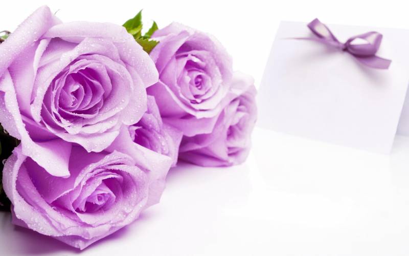 Обои Фиолетовые розы