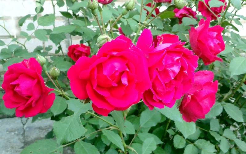 Обои Красные розы в саду