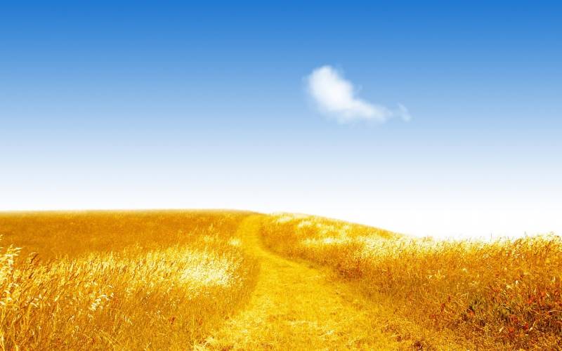 Обои Желтое поле пшеницы под голубым небом
