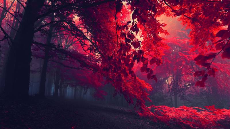 Обои Красная листва в густой чаще леса