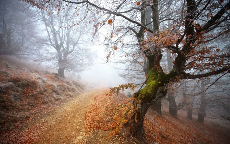 Обои Туманная дорога в осеннем лесу