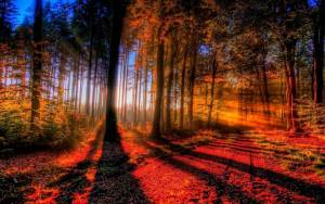 Осенний лес в лучах света