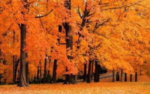 Осенний золотой лес