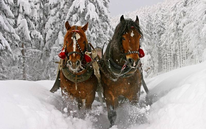 Обои Лошади по снегу