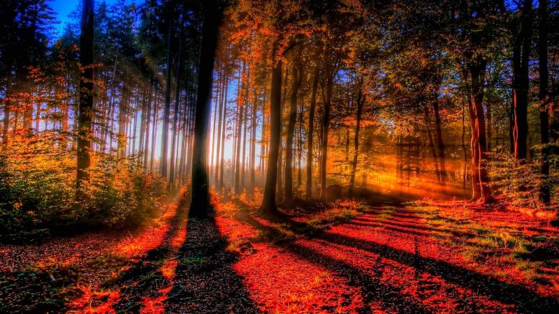Обои Осенний лес в лучах света