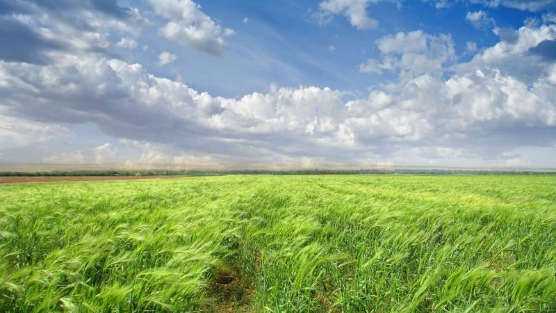 Обои Зеленое пшеничное поле