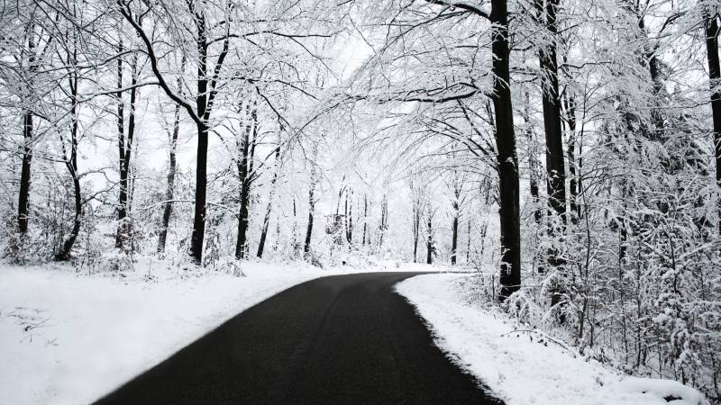 Обои Дорога в зимнем лесу