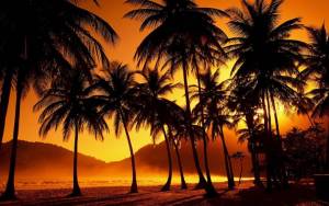 Пальмы на берегу острова при закате