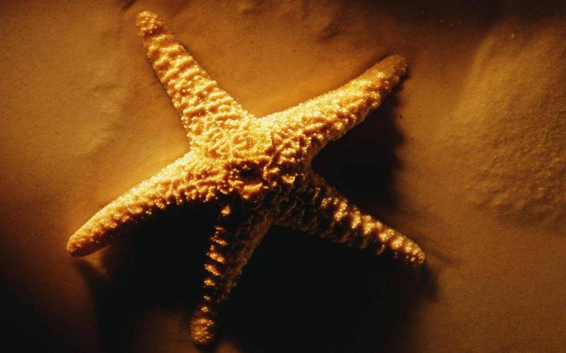 Обои Морская звезда на песке