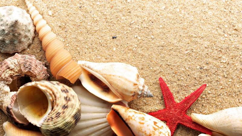 Обои берег, песок, ракушки, морская звезда