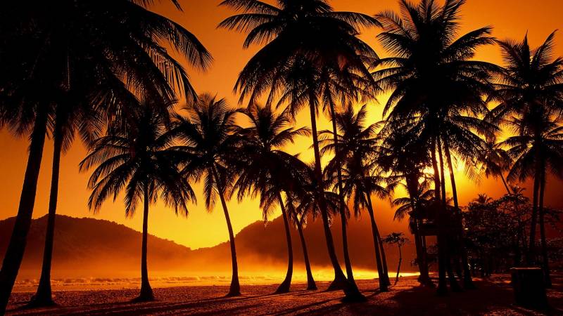 Обои Пальмы на берегу острова при закате