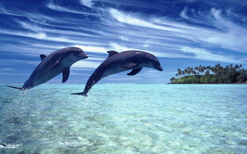 Обои Пара дельфинов выпрыгивает из воды