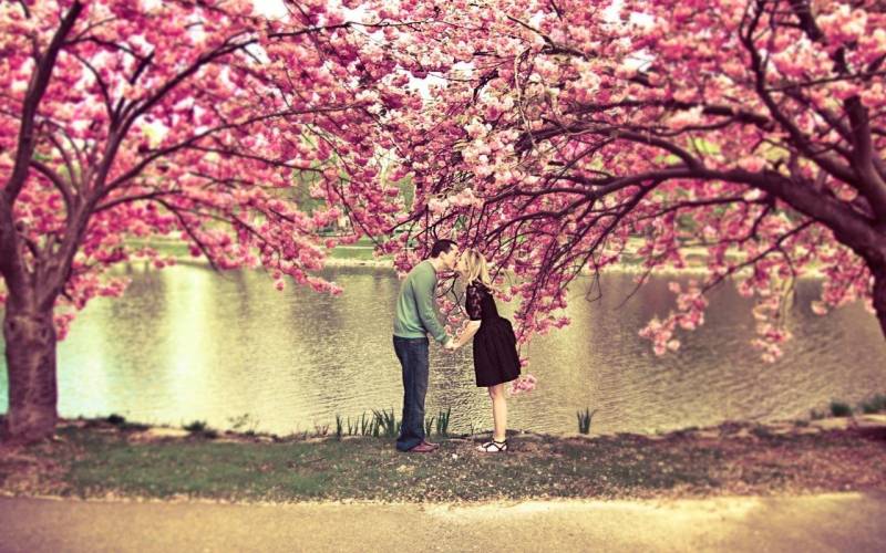 Обои Романтика, цветение сакуры на озере