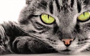 Зеленоглазый серый кот