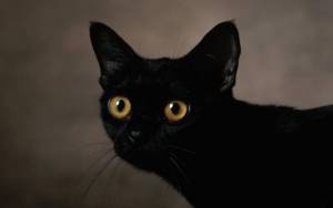 Черная кошка с круглыми глазами