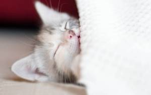 сон котенока