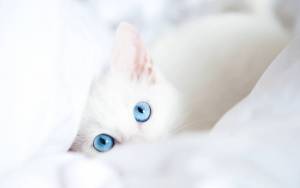 голубые глаза
