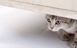 Кошка смотрит из под двери