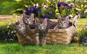 Полосатые котята в корзине