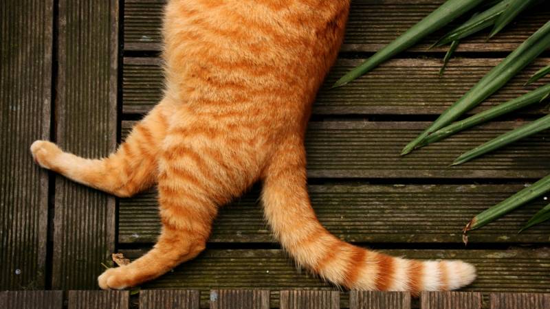 Обои Толстый рижий полосатый кот