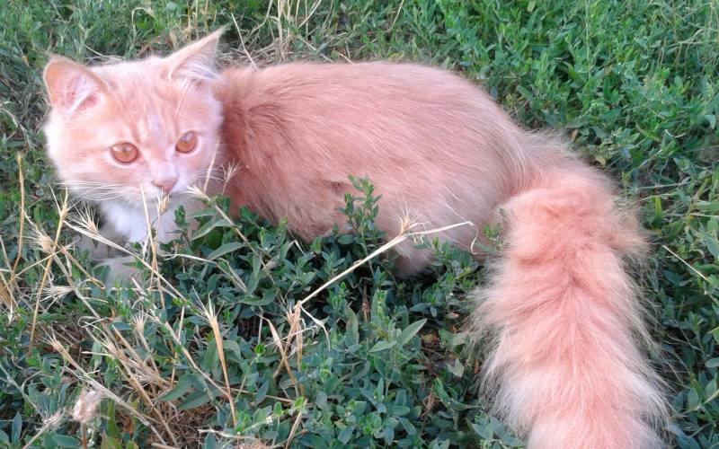 Обои Рыжий кот в траве