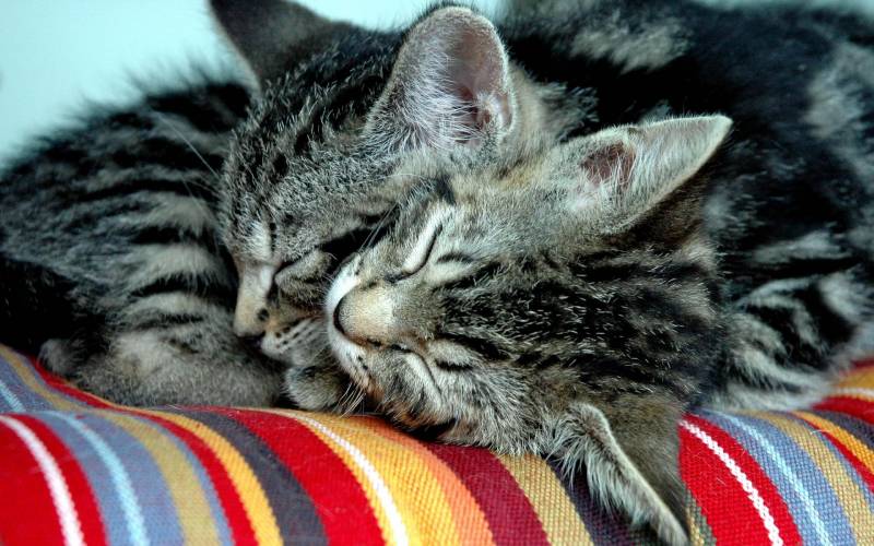 Обои Два серых котенка спят рядом