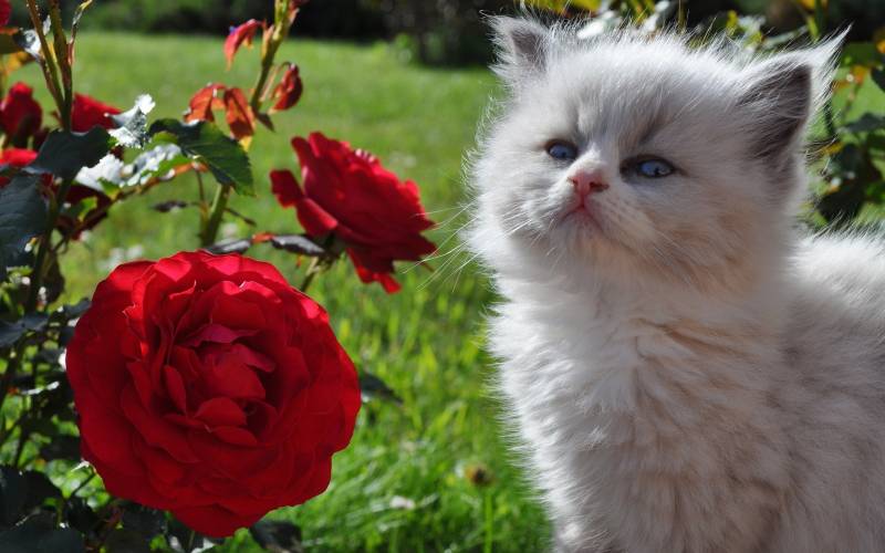 Обои котёнок в розах