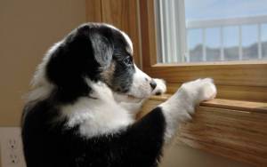 собака смотрит в окно