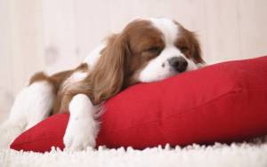 Спящий щенок на красной подушке