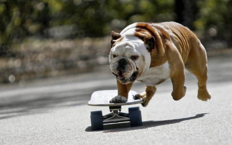Обои Собака на скейтборде