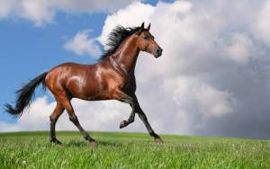 Красивая скаковая лошадь