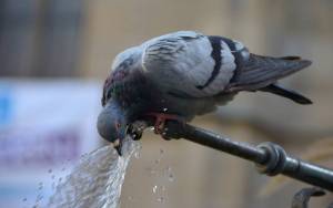 голубь пьет воду